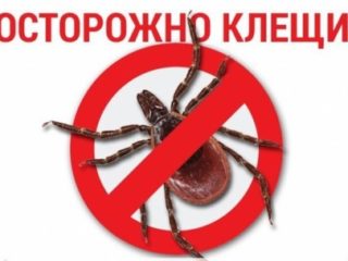 Профилактика и защита от клещей. Что делать, если укусил клещ?